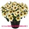 Петхоа BeautiCal French Vanilla № 5 (черенок) 2334 - фото 5258