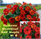 Петхоа Beautical Red Maple № 6 (черенок) 2335 - фото 5259