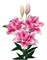 Лилия ROSELILY МИКАЭЛА Восточные гибриды махровые № 414 715753 - фото 5423