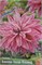 Георгина BABYLON LILAC FLAMED декоративная макси № Г 25 725493 - фото 5614
