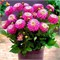 Георгина горшечная Melody PINK ALLEGRO декоративная № Г411 721143 - фото 5634