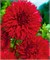 Георгина бахромчатая RED FUBUKI № Г 328 47148 - фото 5640