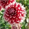 Георгина бахромчатая Red fnd White Fubuki № Г 88 747667 - фото 5641