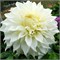 Георгина White Perfection декоративная макси № Г 41 732582 - фото 5645