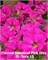 Петхоа Beautical Pink Diva № 13 (черенок) 2734 - фото 5647